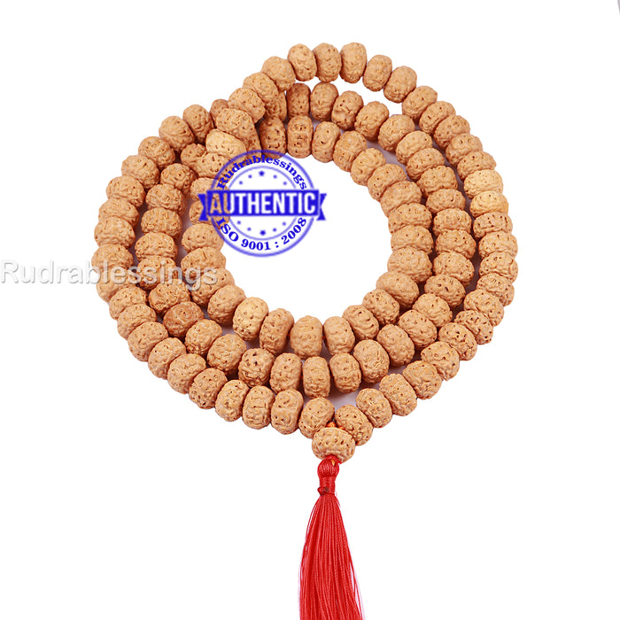 6 mukhi Chapta Rudraksha Mala