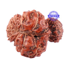 Load image into Gallery viewer, Trijudi Rudraksha from Indonesia Bead No. 46
