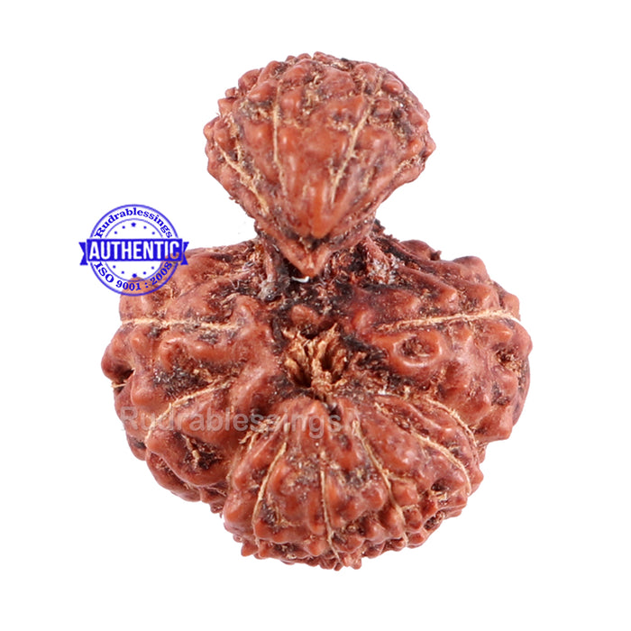 Trijudi Rudraksha from Indonesia Bead No. 46