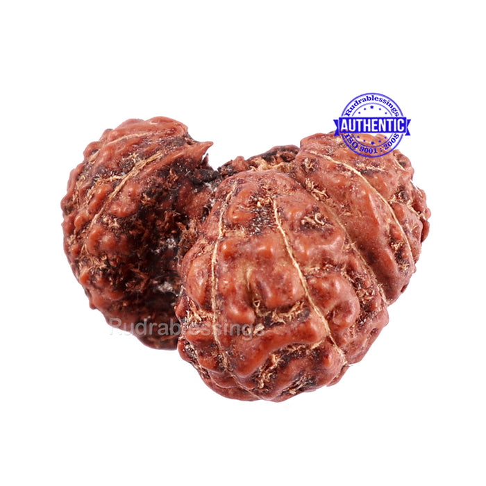 Trijudi Rudraksha from Indonesia Bead No. 46