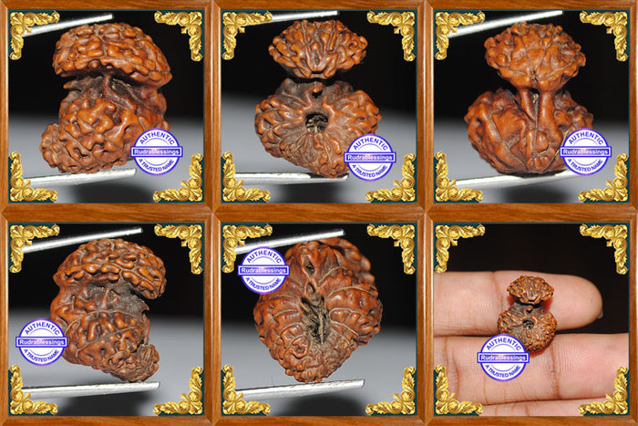 Naag Rudraksha