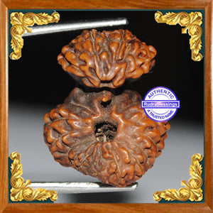 Naag Rudraksha