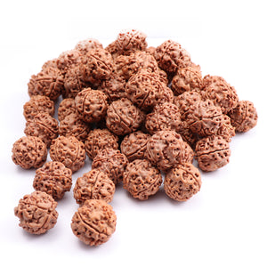 4 Mukhi Rudraksha from Nepal - 100 Beads Pack