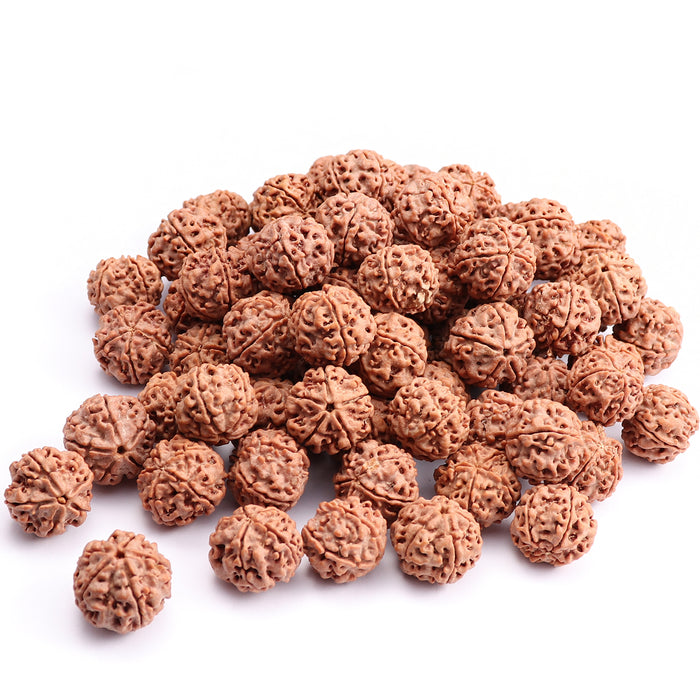 5 Mukhi Rudraksha from Nepal - 100 Beads Pack