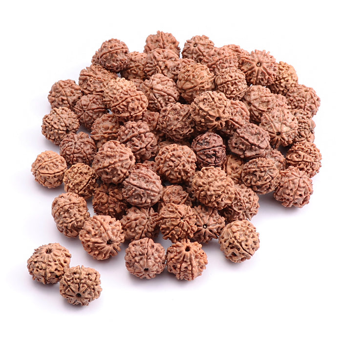 7 Mukhi Rudraksha from Nepal - 100 Beads Pack