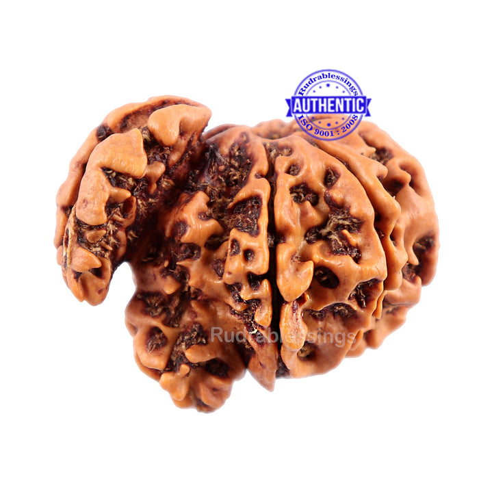 7 Mukhi Trijudi Rudraksha from Nepal