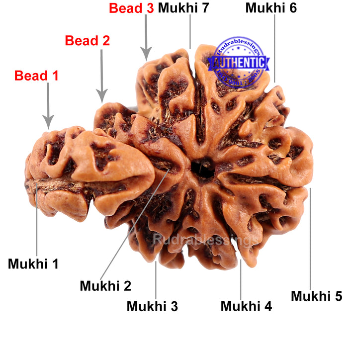 7 Mukhi Trijudi Rudraksha from Nepal