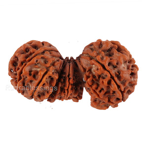 15 Mukhi Trijudi Rudraksha from Nepal