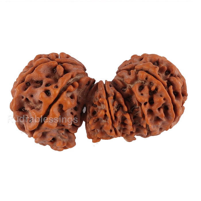 15 Mukhi Trijudi Rudraksha from Nepal
