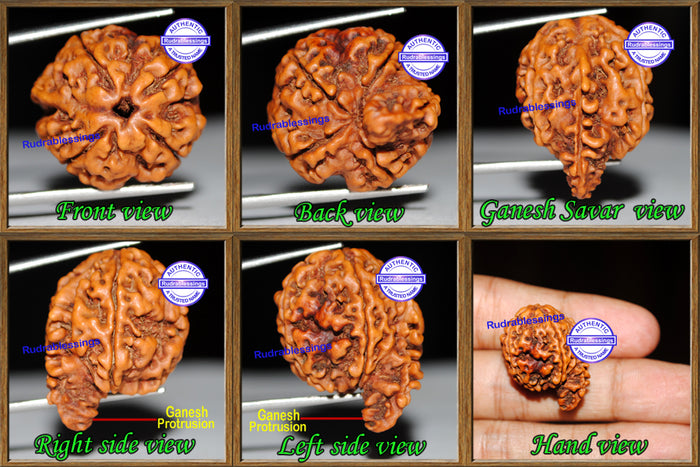 Nepalese Ganesh Savar Rudraksha - Bead 33