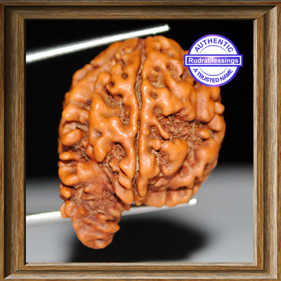 Nepalese Ganesh Savar Rudraksha - Bead 33