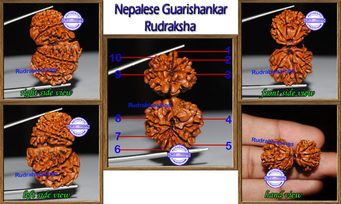 Gaurishanker Nepalese Rudraksha - Bead No. 76
