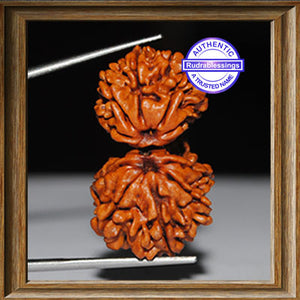 Gaurishanker Nepalese Rudraksha - Bead No. 76