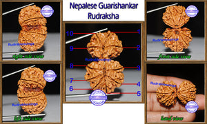 Gaurishanker Nepalese Rudraksha - Bead No. 79