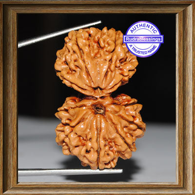 Gaurishanker Nepalese Rudraksha - Bead No. 79