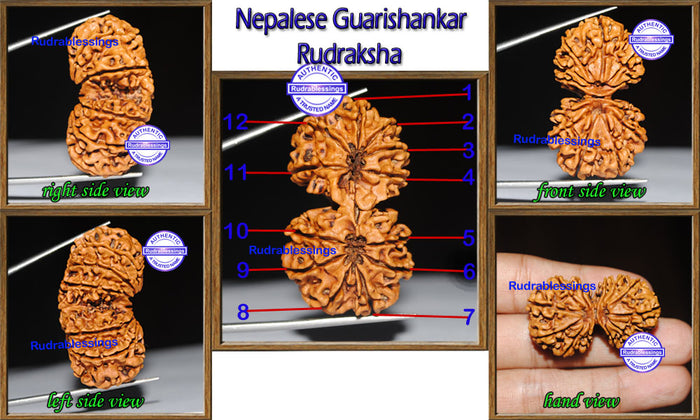 Gaurishanker Nepalese Rudraksha - Bead No. 60