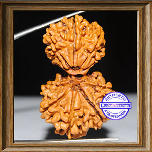 Gaurishanker Nepalese Rudraksha - Bead No. 61