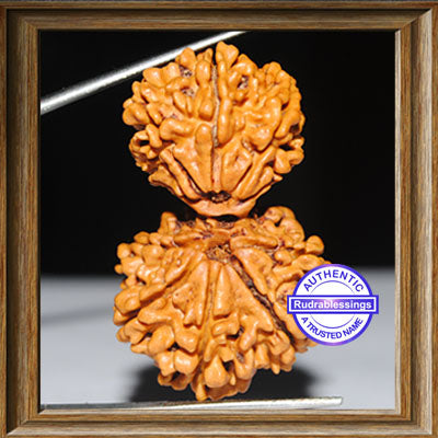 Gaurishanker Nepalese Rudraksha - Bead No. 61