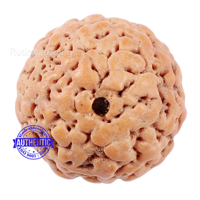 Non Mukhi Rudraksha from Indonesia - Bead No. 17