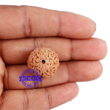 Load image into Gallery viewer, Non Mukhi Rudraksha from Indonesia - Bead No. 17
