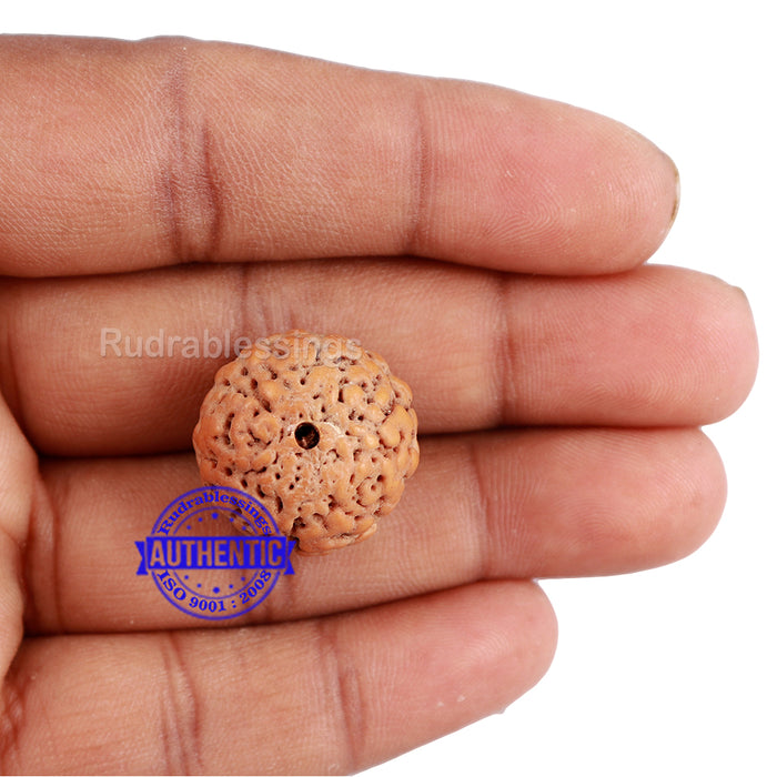 Non Mukhi Rudraksha from Indonesia - Bead No. 17