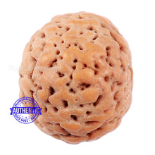 Load image into Gallery viewer, Non Mukhi Rudraksha from Indonesia - Bead No. 17
