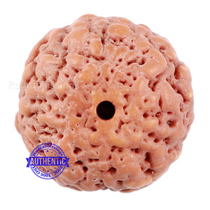 Non Mukhi Rudraksha from Indonesia - Bead No. 18