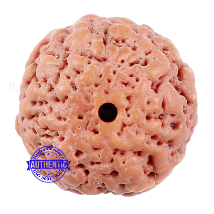 Non Mukhi Rudraksha from Indonesia - Bead No. 18