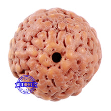 Load image into Gallery viewer, Non Mukhi Rudraksha from Indonesia - Bead No. 18
