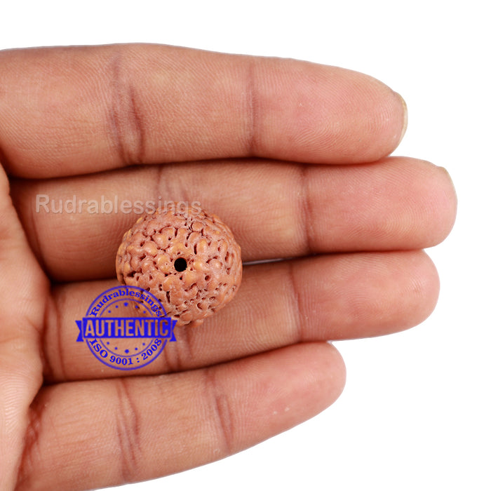 Non Mukhi Rudraksha from Indonesia - Bead No. 18