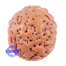 Load image into Gallery viewer, Non Mukhi Rudraksha from Indonesia - Bead No. 18
