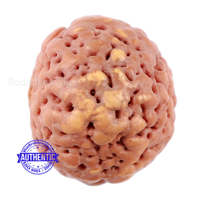 Non Mukhi Rudraksha from Indonesia - Bead No. 18
