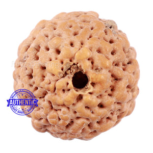 Non Mukhi Rudraksha from Indonesia - Bead No. 19