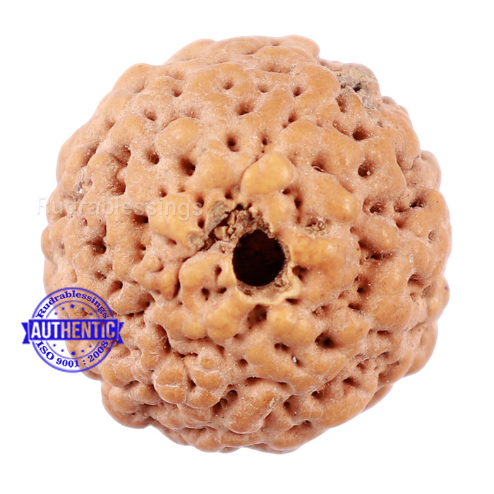 Non Mukhi Rudraksha from Indonesia - Bead No. 19