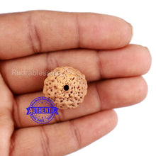 Load image into Gallery viewer, Non Mukhi Rudraksha from Indonesia - Bead No. 19
