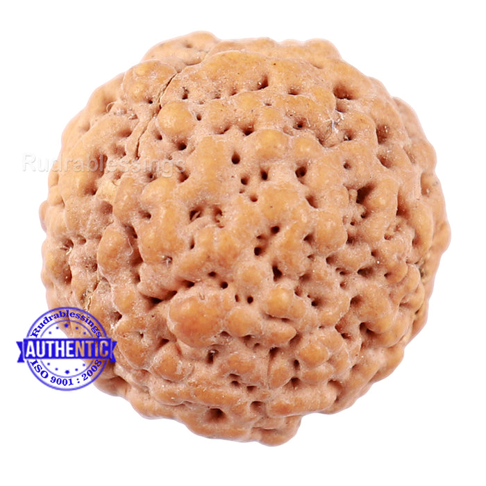 Non Mukhi Rudraksha from Indonesia - Bead No. 19