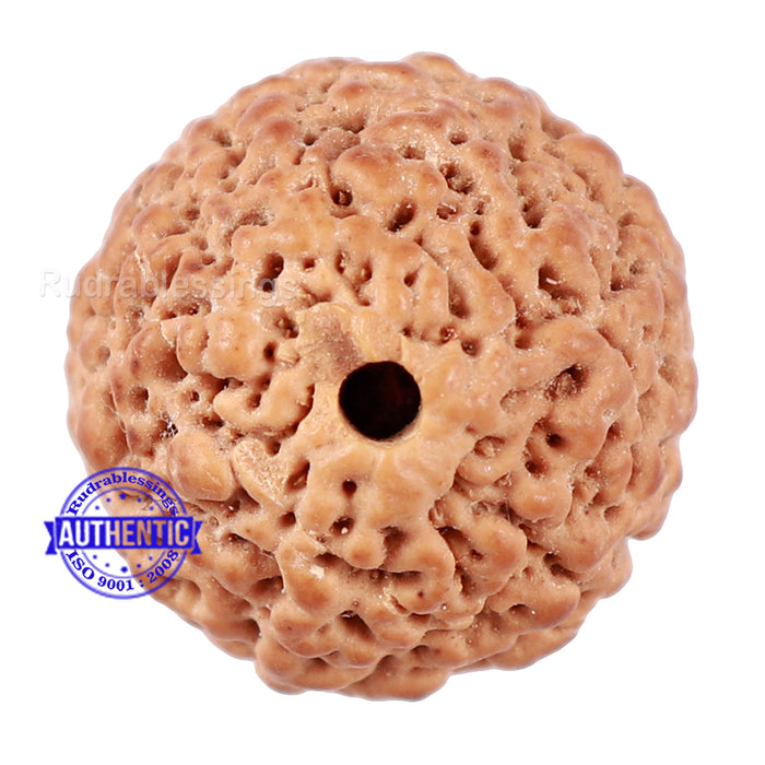 Non Mukhi Rudraksha from Indonesia - Bead No. 20