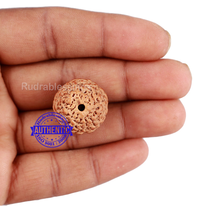 Non Mukhi Rudraksha from Indonesia - Bead No. 20
