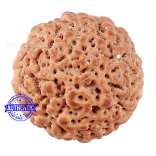 Load image into Gallery viewer, Non Mukhi Rudraksha from Indonesia - Bead No. 20
