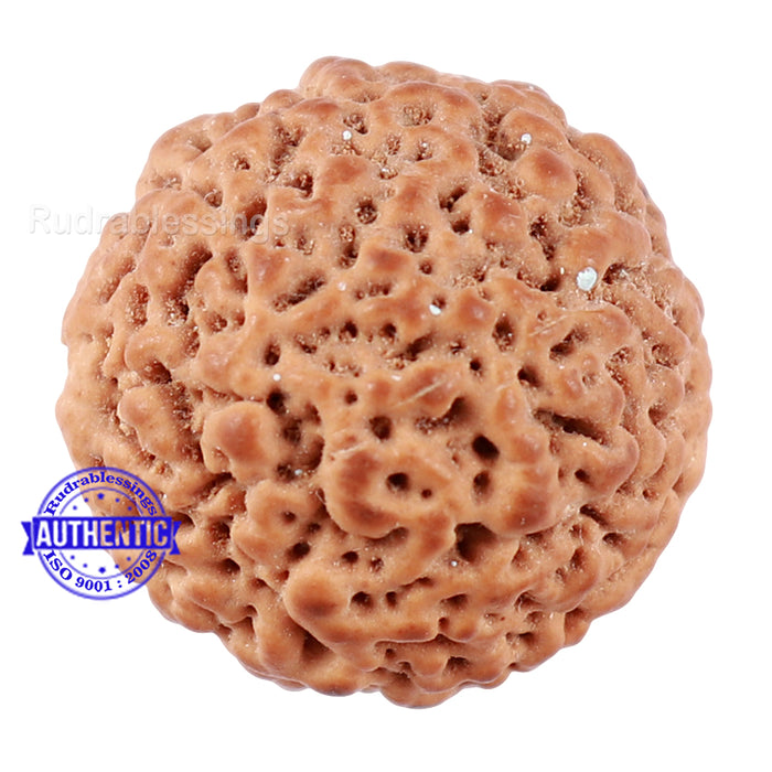 Non Mukhi Rudraksha from Indonesia - Bead No. 20