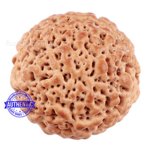 Load image into Gallery viewer, Non Mukhi Rudraksha from Indonesia - Bead No. 20
