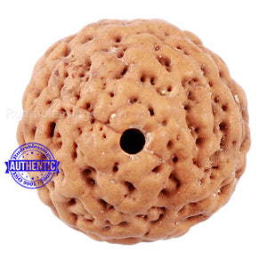 Non Mukhi Rudraksha from Indonesia - Bead No. 21
