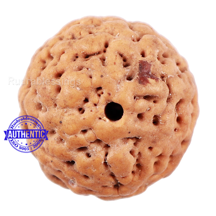 Non Mukhi Rudraksha from Indonesia - Bead No. 21
