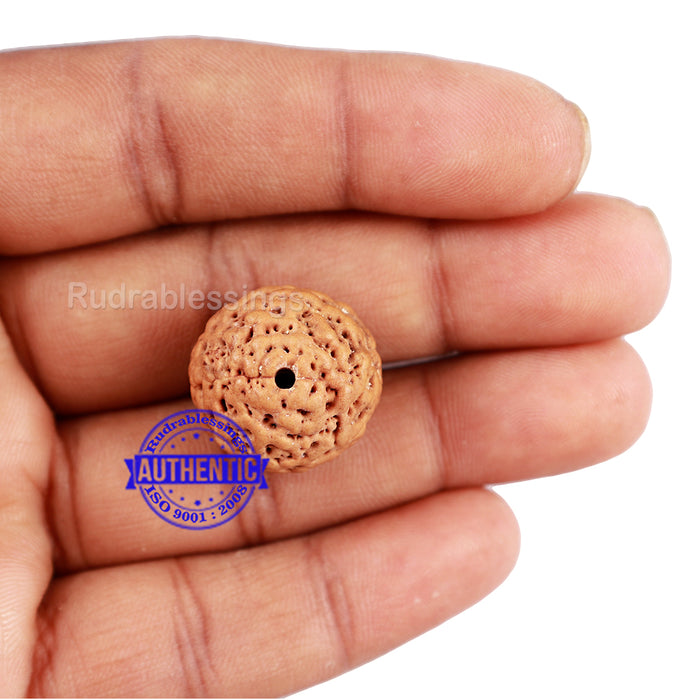 Non Mukhi Rudraksha from Indonesia - Bead No. 21