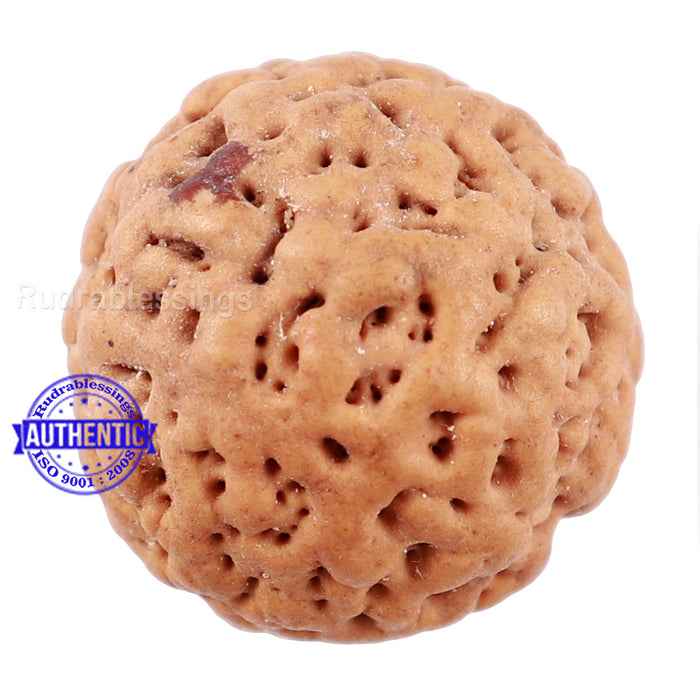 Non Mukhi Rudraksha from Indonesia - Bead No. 21