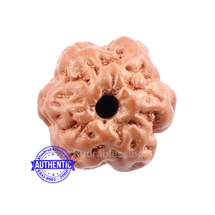 None Mukhi Rudraksha from Indonesia - Bead No. 1