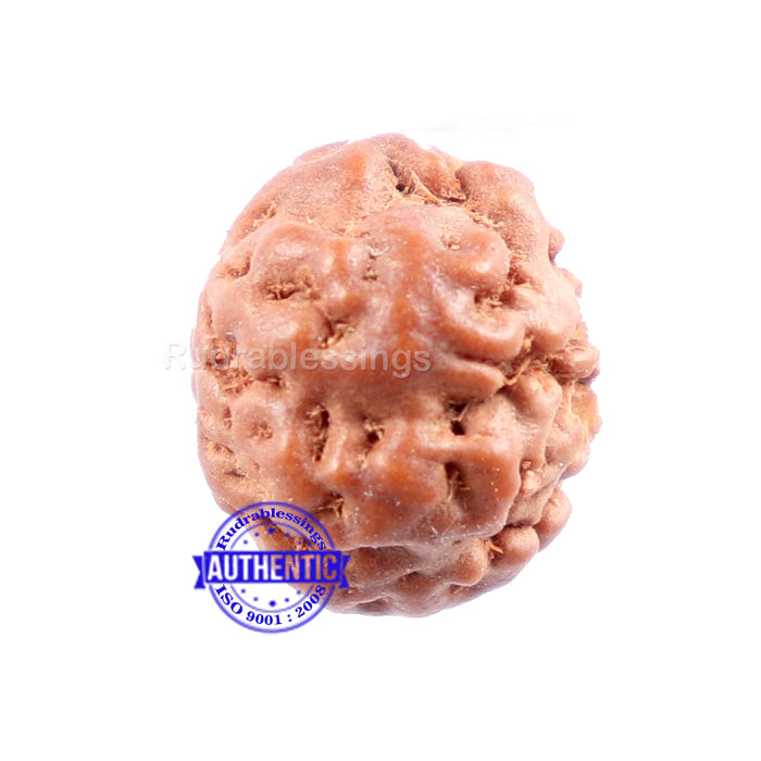 None Mukhi Rudraksha from Indonesia - Bead No. 1