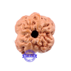 None Mukhi Rudraksha from Indonesia - Bead No. 2