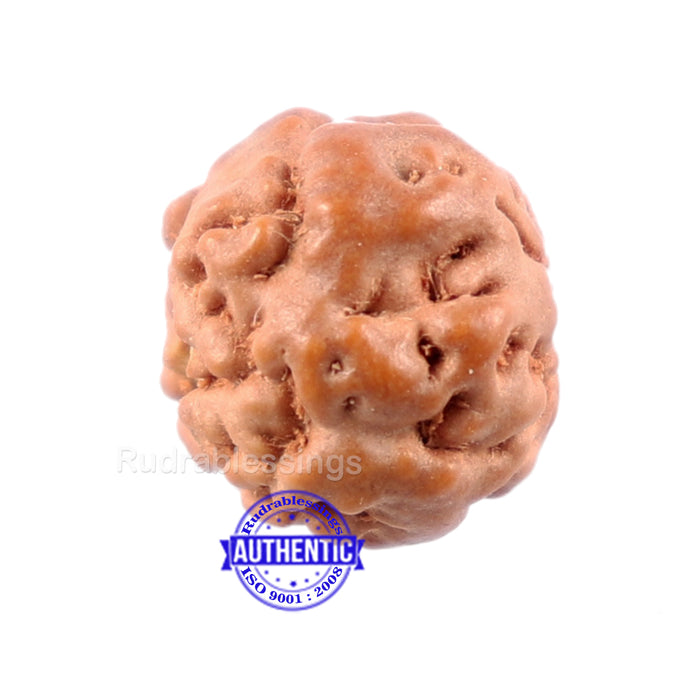 None Mukhi Rudraksha from Indonesia - Bead No. 2