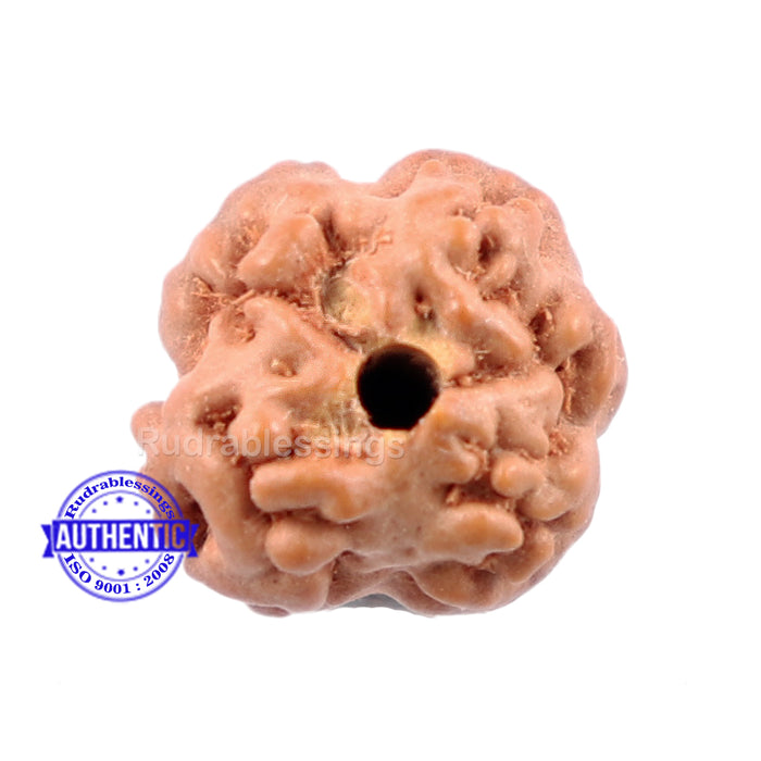 None Mukhi Rudraksha from Indonesia - Bead No. 2